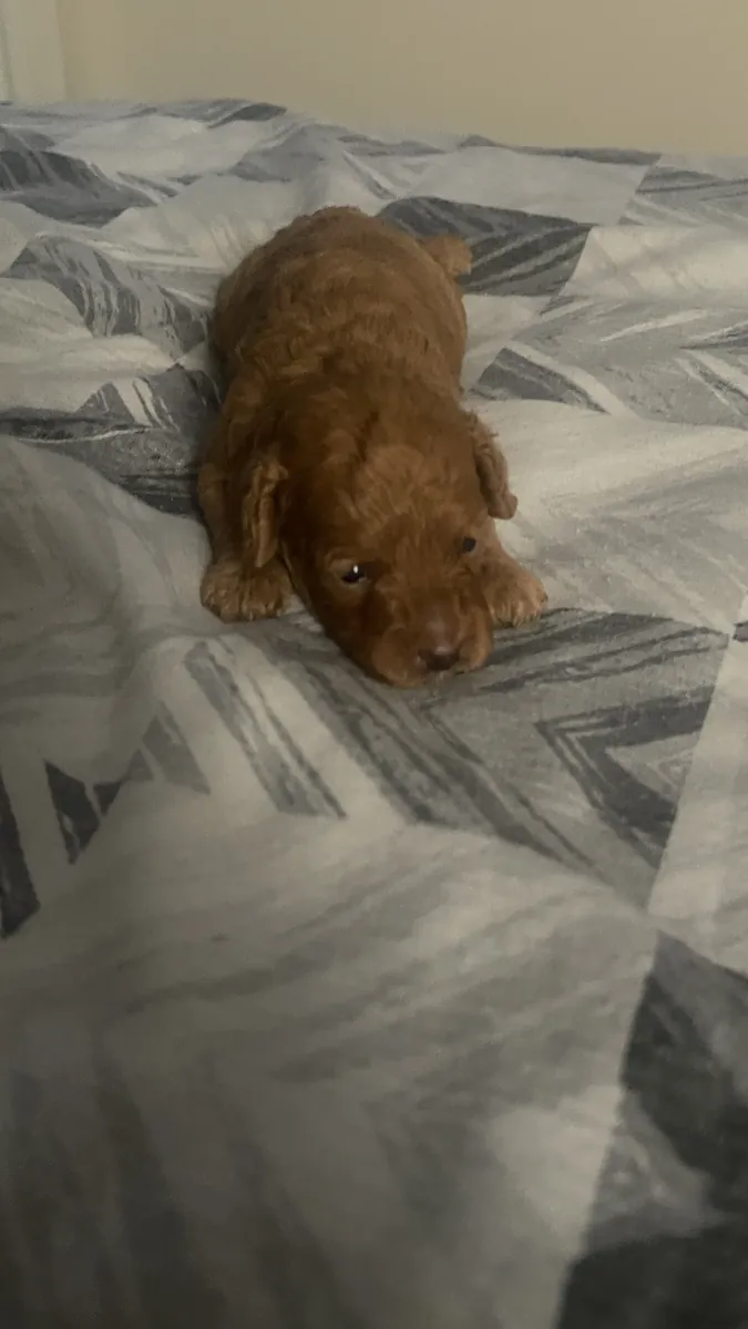 CHIOTS TOY POODLE MARRON