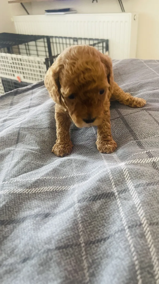 CHIOTS TOY POODLE MARRON
