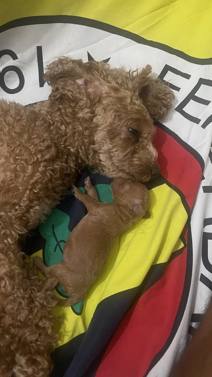 CHIOTS TOY POODLE MARRON