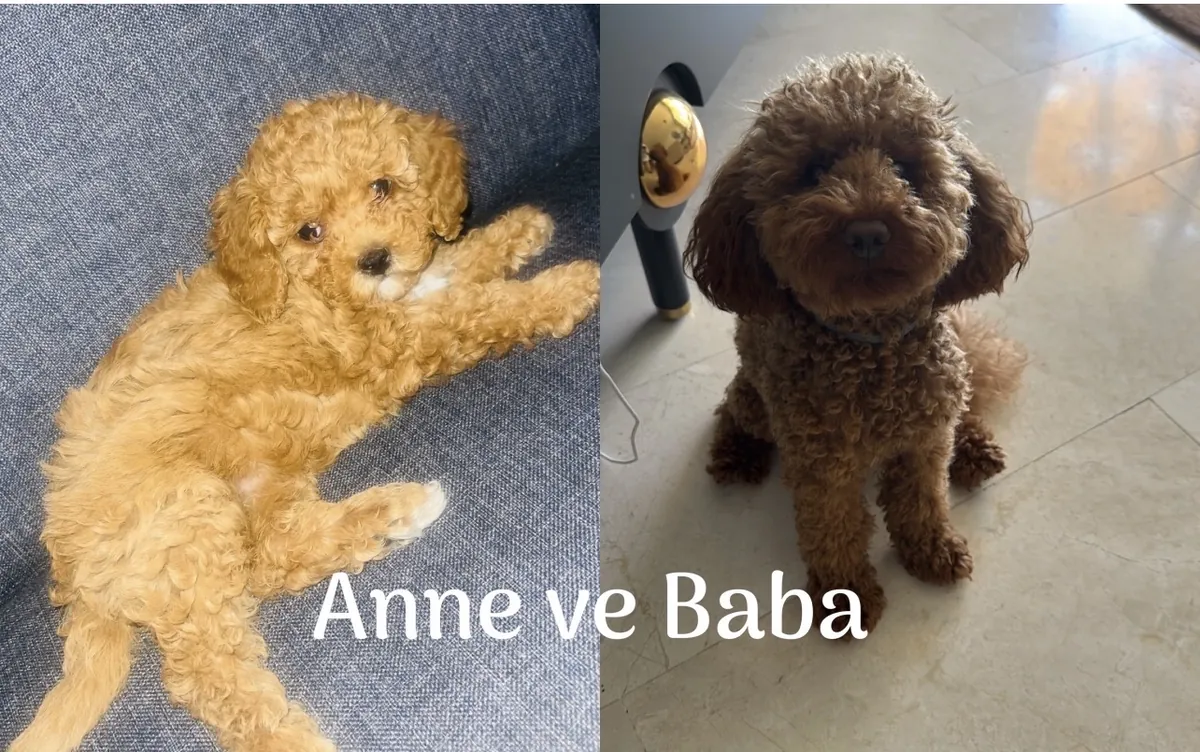 CHIOTS TOY POODLE MARRON