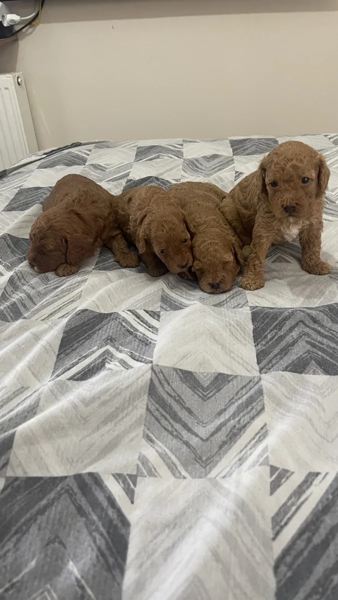 CHIOTS TOY POODLE MARRON