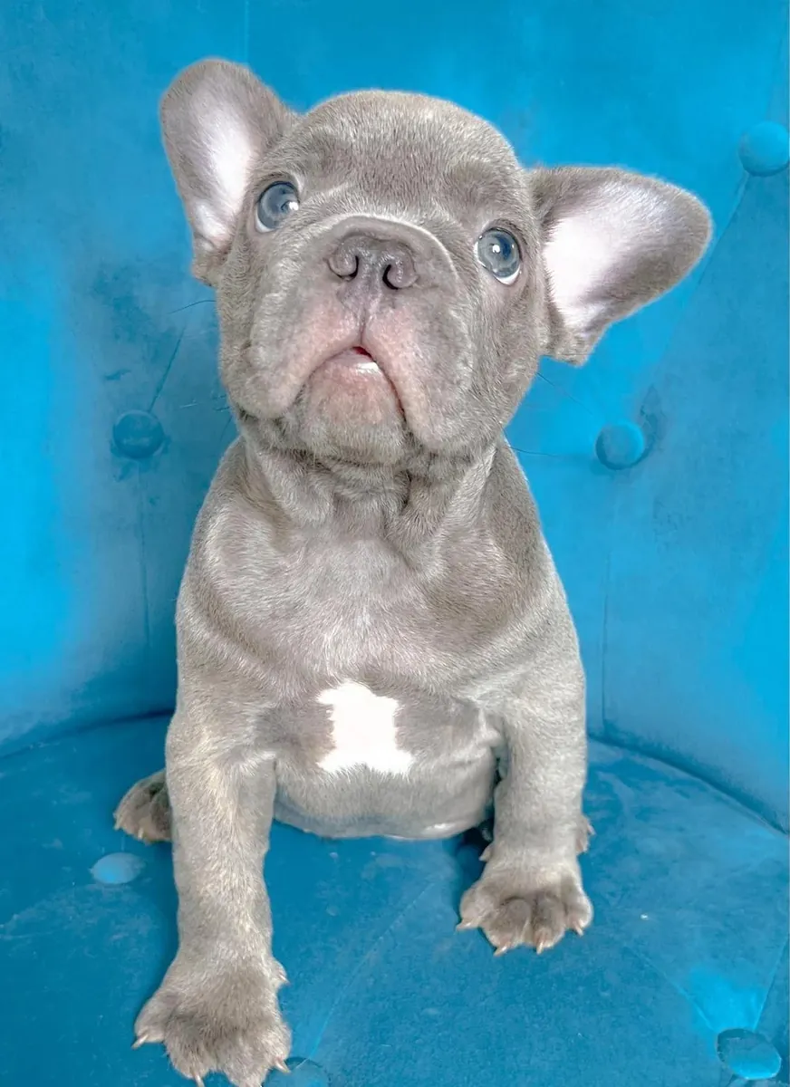 Muhteşem Fransız Bulldogları