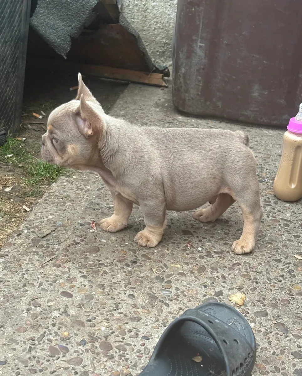Bouledogues Français à Vendre - 2 Mâles & 3 Femelles.