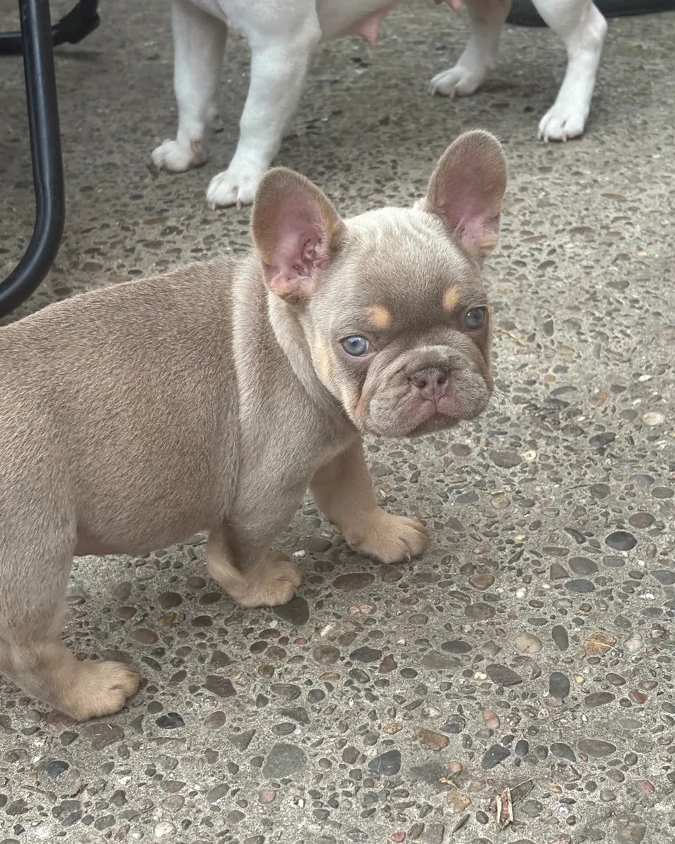 Bouledogues Français à Vendre - 2 Mâles & 3 Femelles.