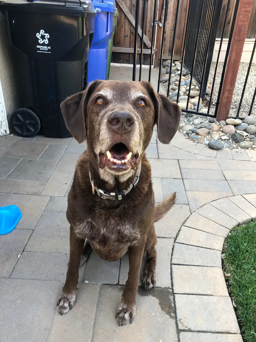 Un nouveau foyer pour un Labrador élevé en famille.