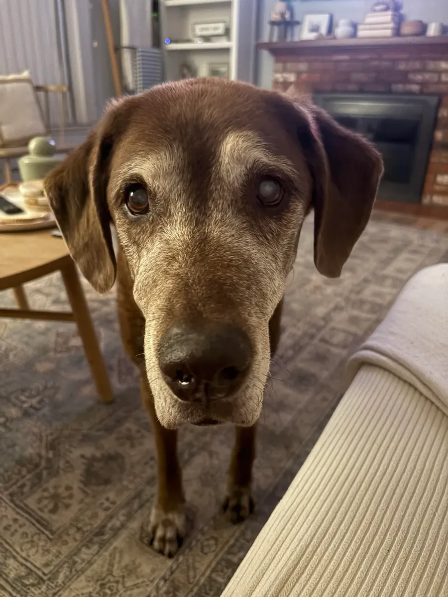 Un nouveau foyer pour un Labrador élevé en famille.