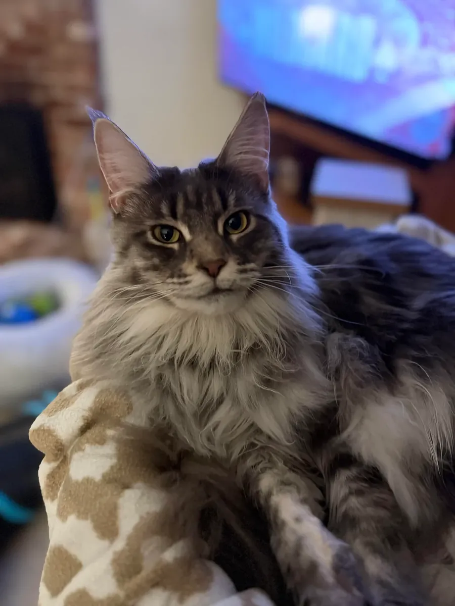 chat Maine Coon