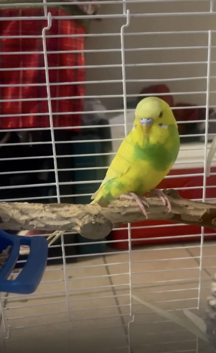 Perruche ondulée habituée à un environnement domestique