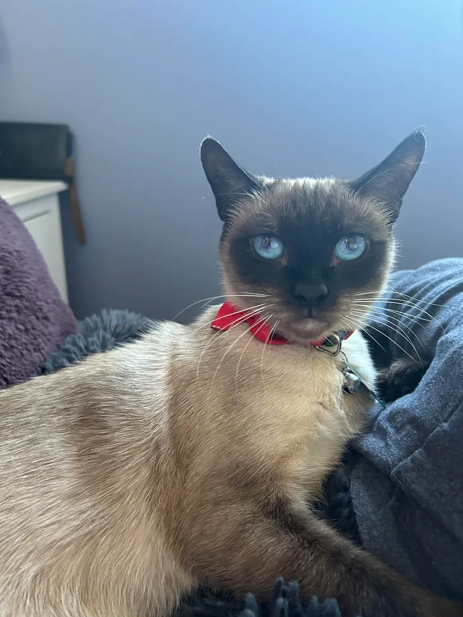 Adopter un chat de compagnie