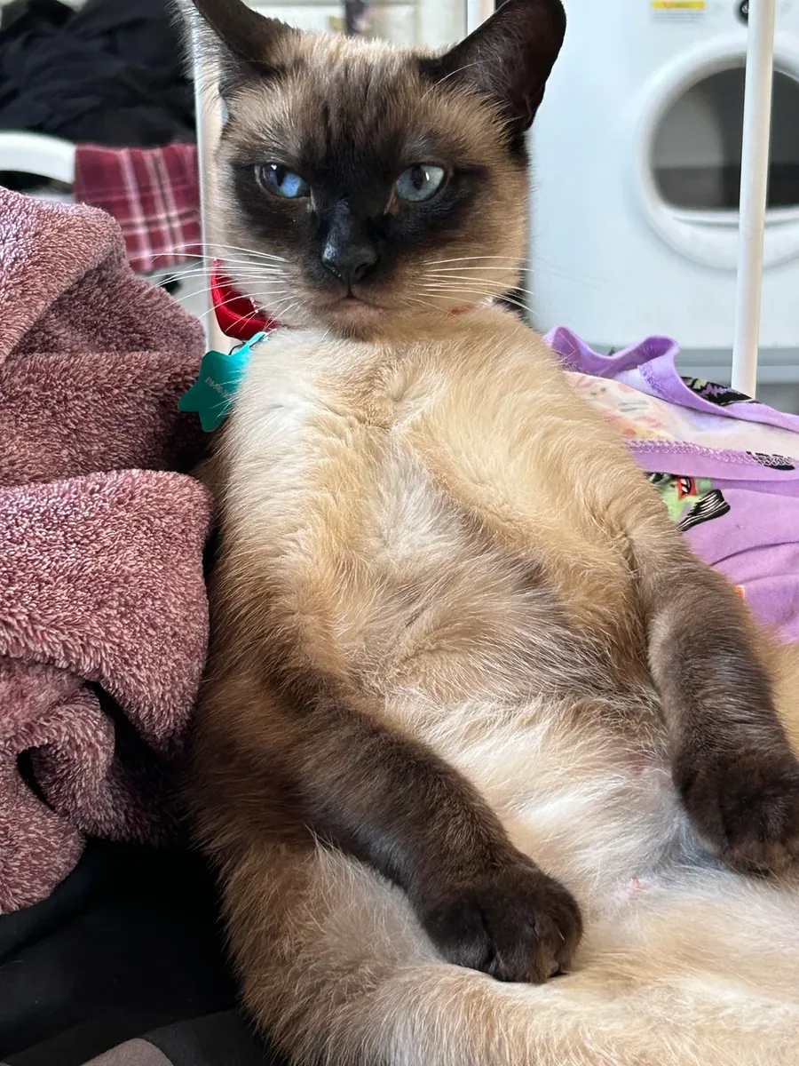 Adopter un chat de compagnie