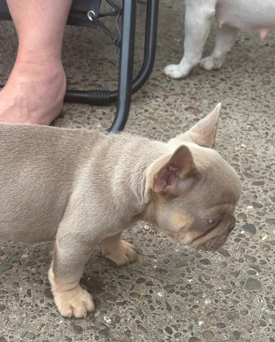 Chiots Bulldog Anglais de Race Pure Disponibles à l'Adoption