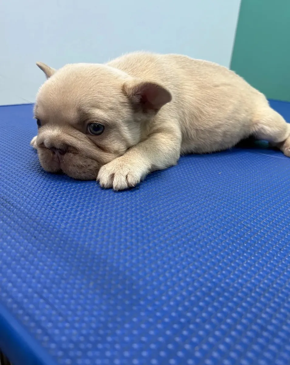 French Bulldogs For You