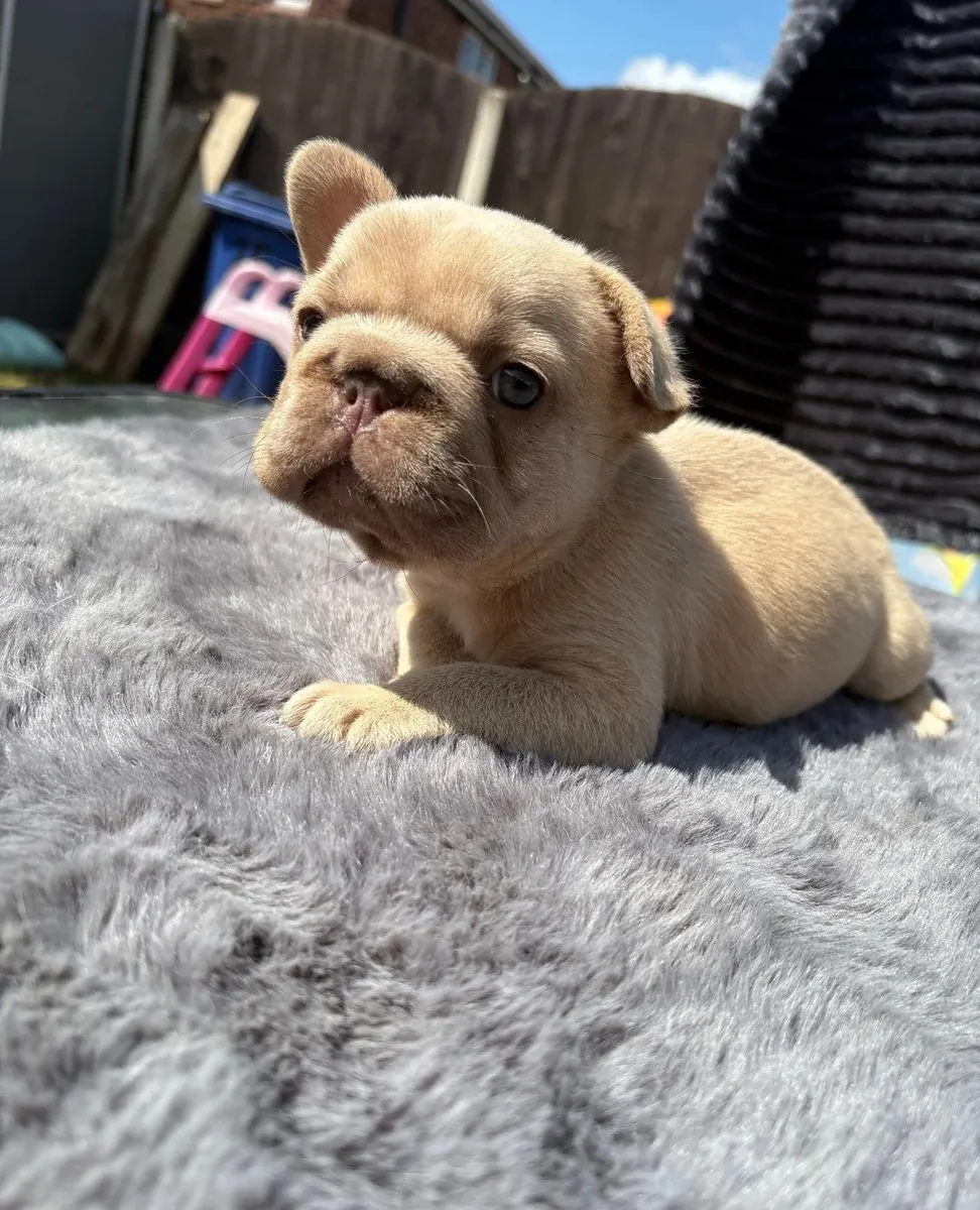 Yeni Evleri İçin Harika Fransız Bulldogu Mevcut