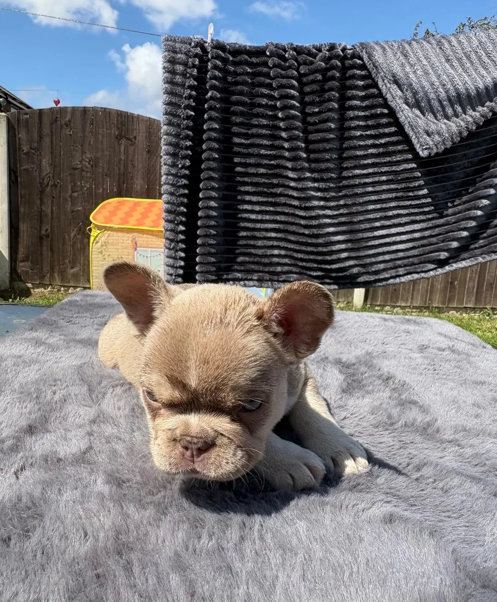 Yeni Evleri İçin Harika Fransız Bulldogu Mevcut