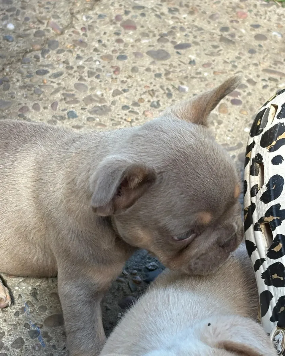 Tatlı Fransız Bulldog Yavruları