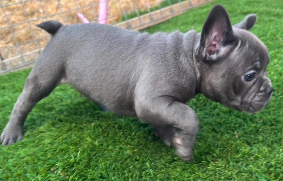 Nous avons une femelle Bulldog Français à vendre