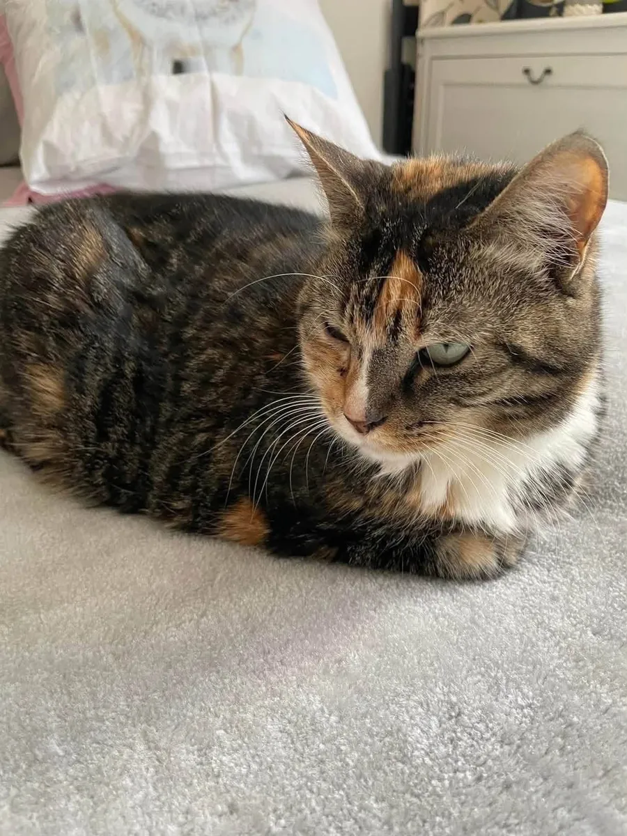Câline & Daisy – Deux chattes de 7 et 10 ans à adopter ensemble à Marseille