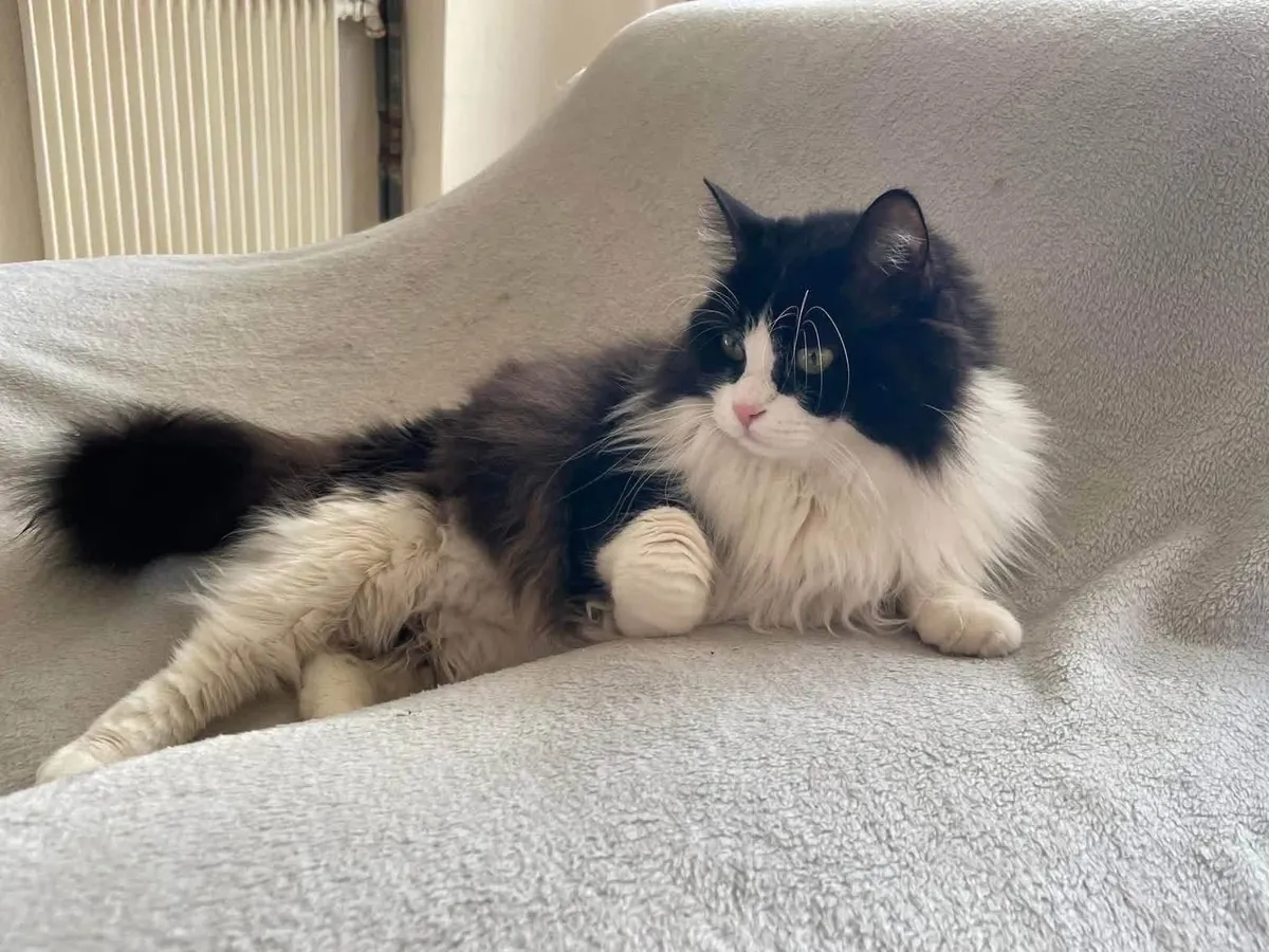 Câline & Daisy – Deux chattes de 7 et 10 ans à adopter ensemble à Marseille