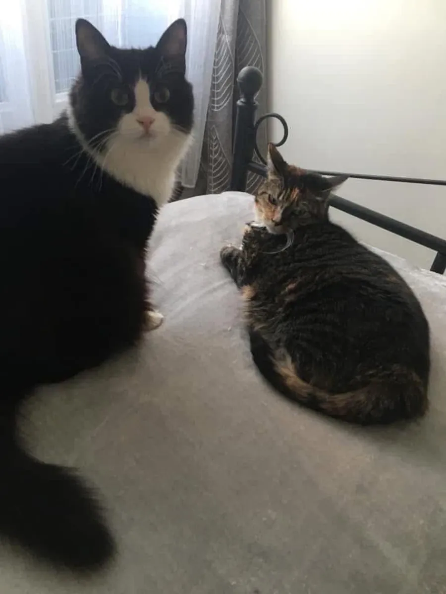 Câline & Daisy – Deux chattes de 7 et 10 ans à adopter ensemble à Marseille