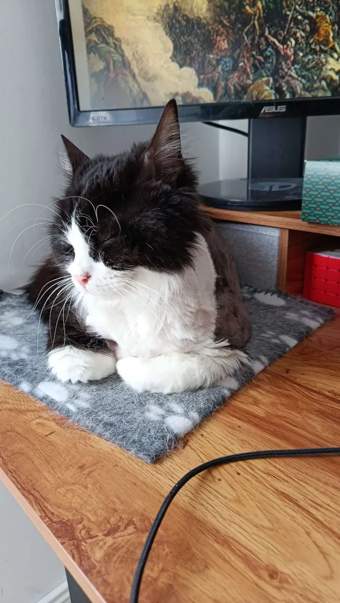 Câline & Daisy – Deux chattes de 7 et 10 ans à adopter ensemble à Marseille
