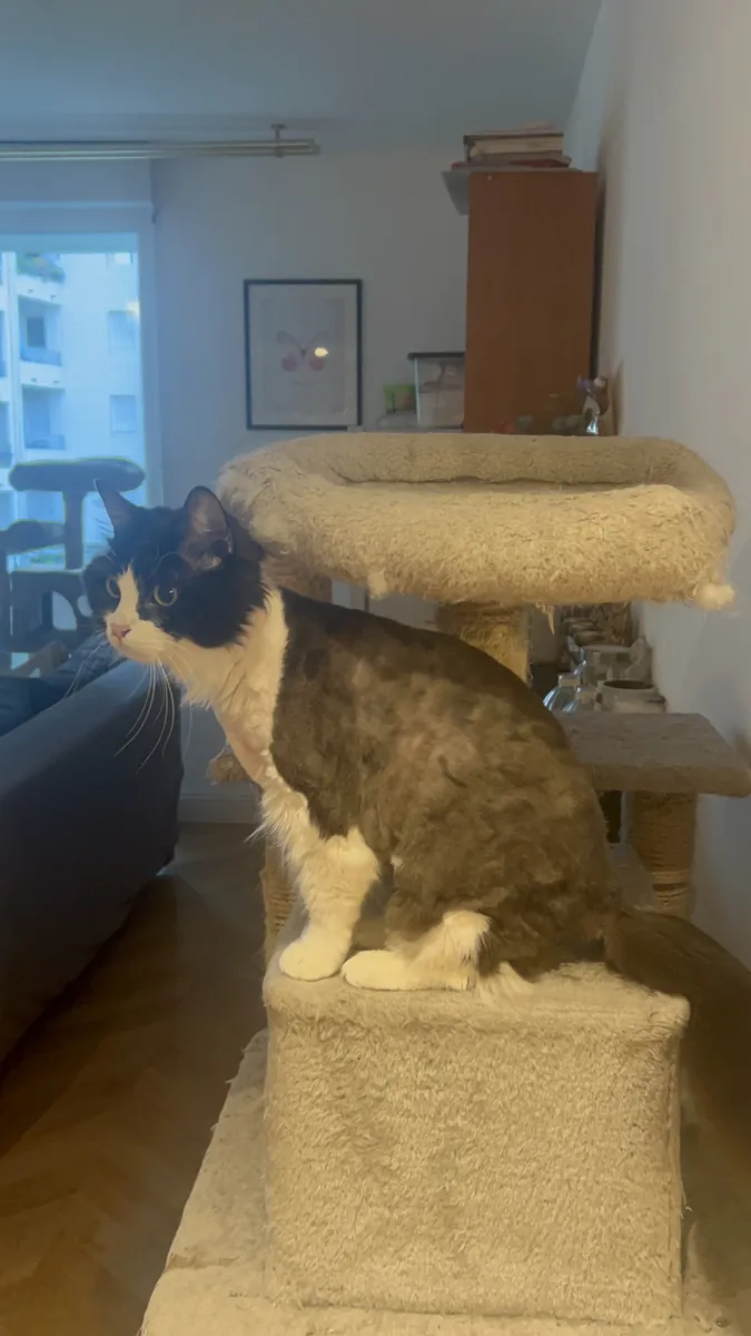 Câline & Daisy – Deux chattes de 7 et 10 ans à adopter ensemble à Marseille
