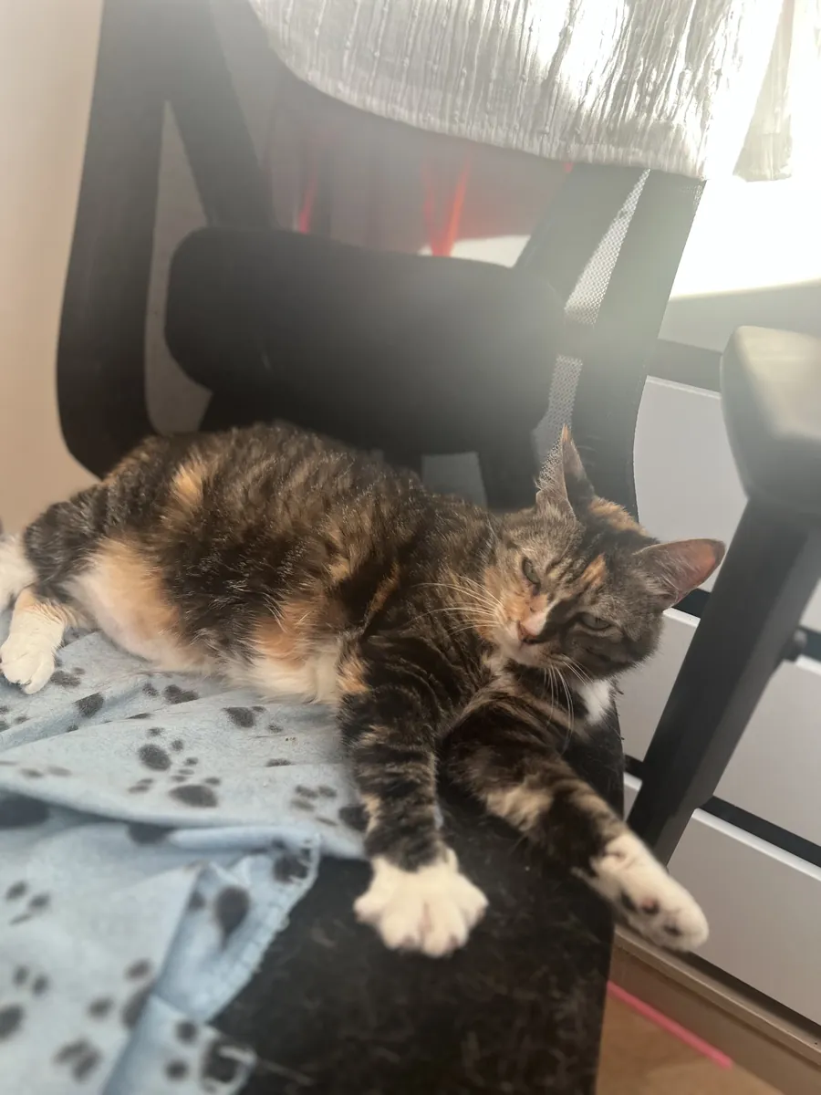 Câline & Daisy – Deux chattes de 7 et 10 ans à adopter ensemble à Marseille