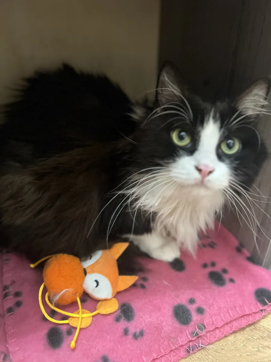 Câline & Daisy – Deux chattes de 7 et 10 ans à adopter ensemble à Marseille