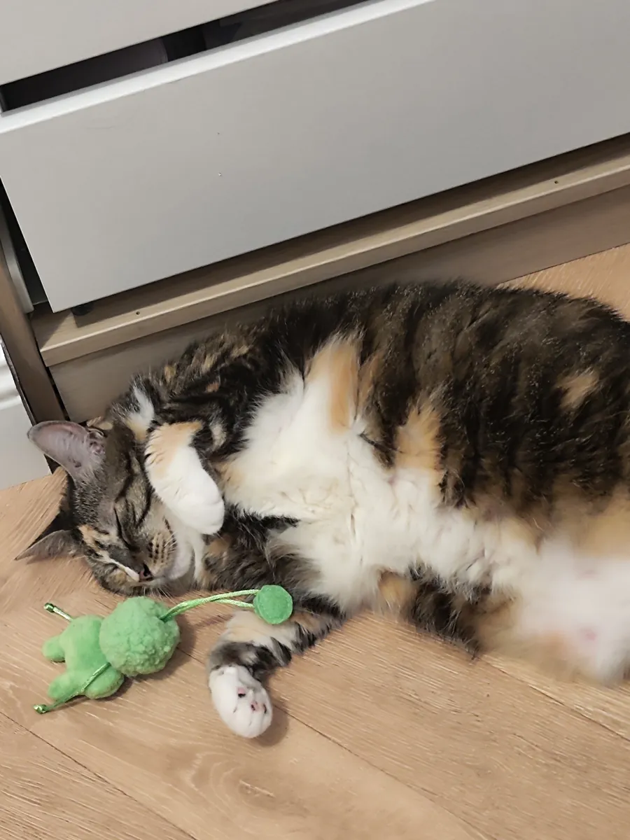 Câline & Daisy – Deux chattes de 7 et 10 ans à adopter ensemble à Marseille