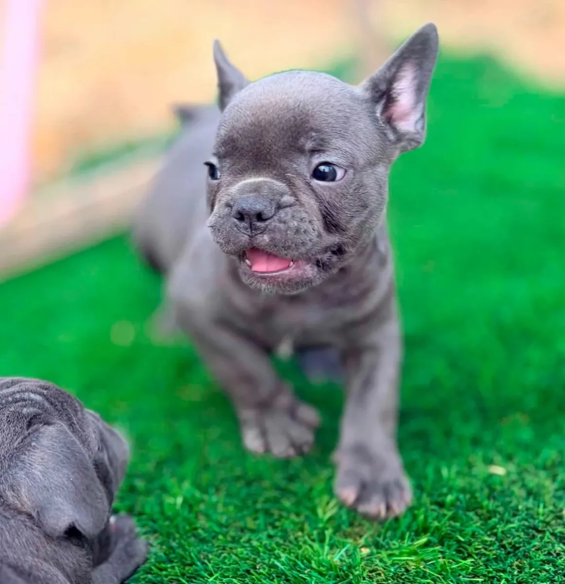 3 Chiots Bouledogue Français Incroyables Disponibles