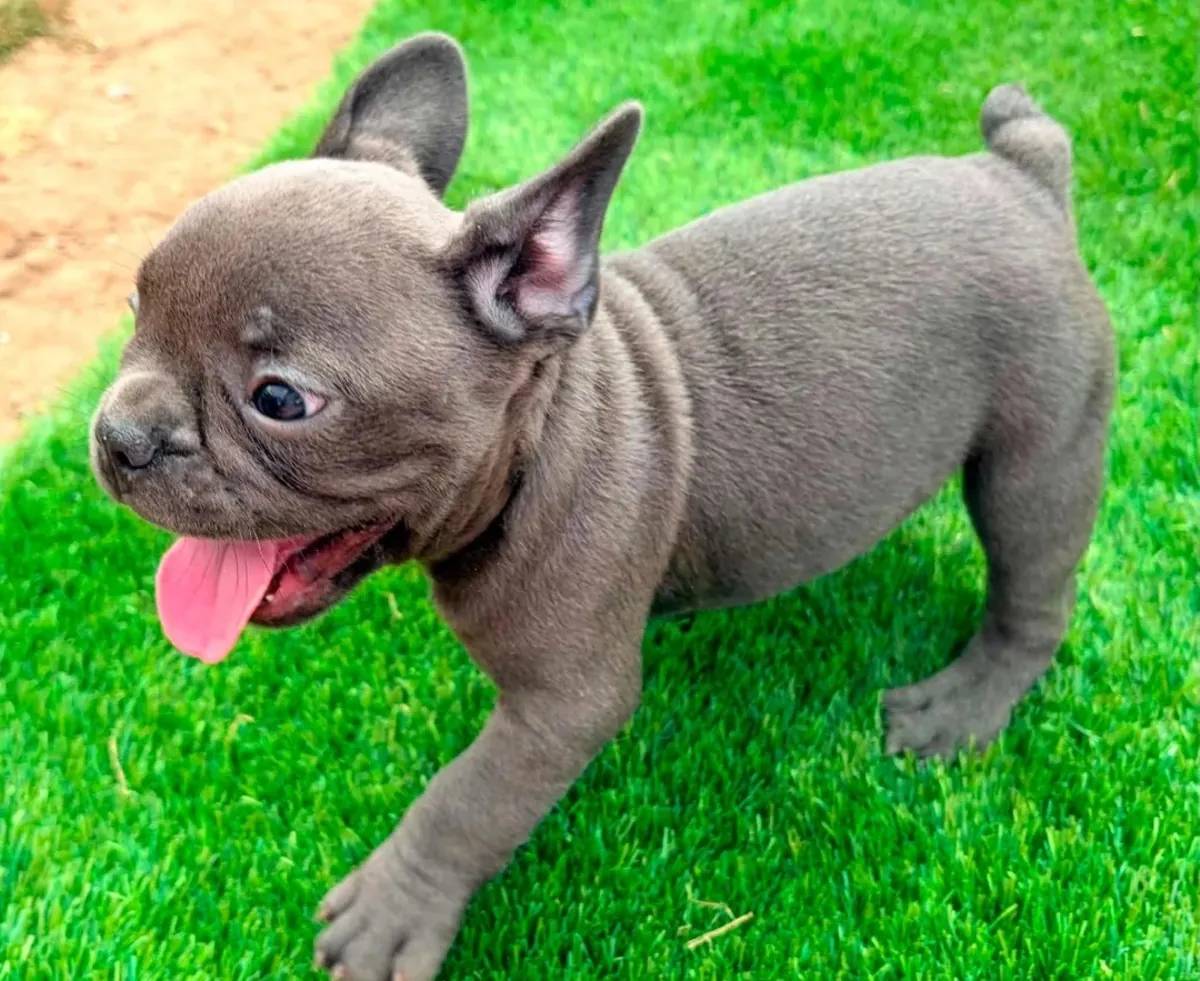 Sizin için Sevimli Fransız Bulldog Yavruları
