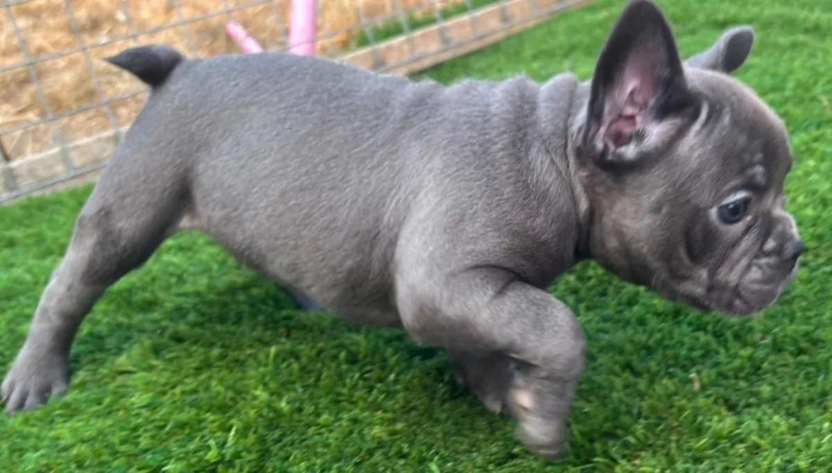 Chiots Bulldog Français de Race Pure à Adopter Gratuitement