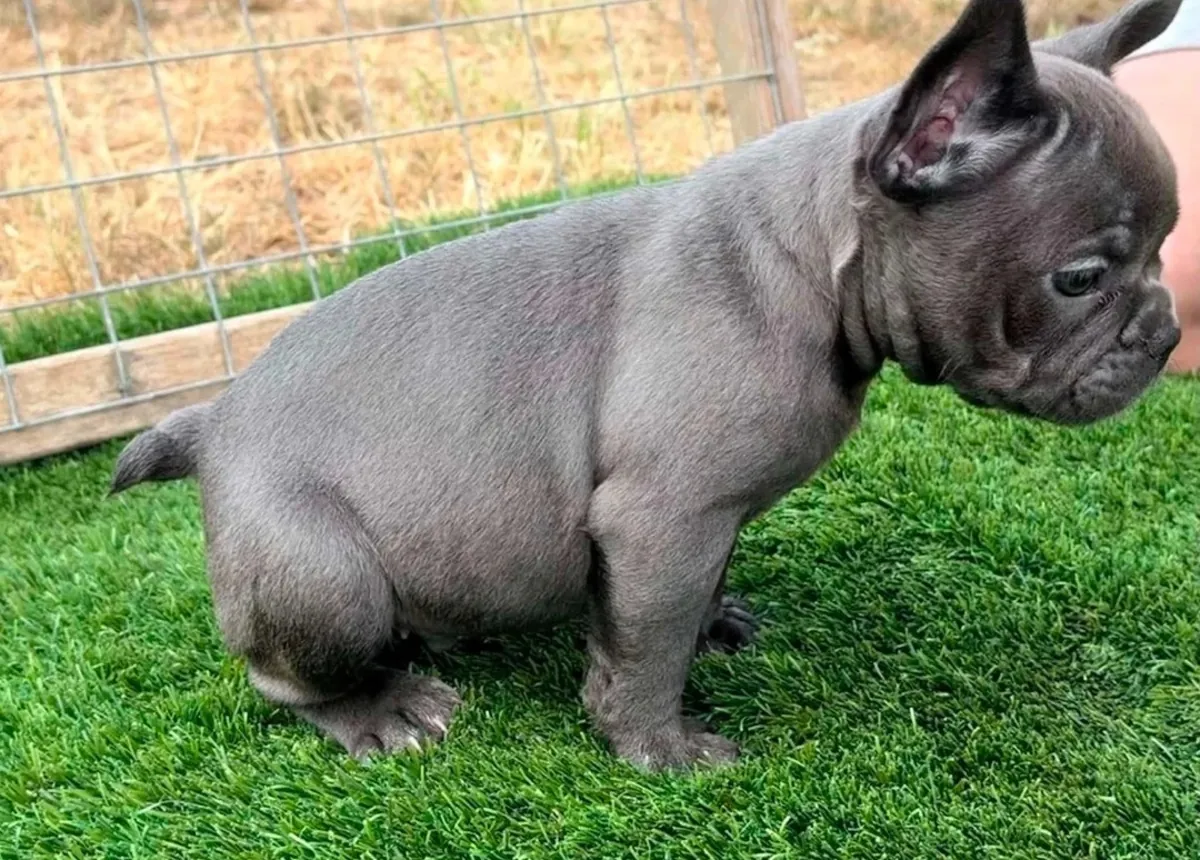 Superbes chiots Bulldog français