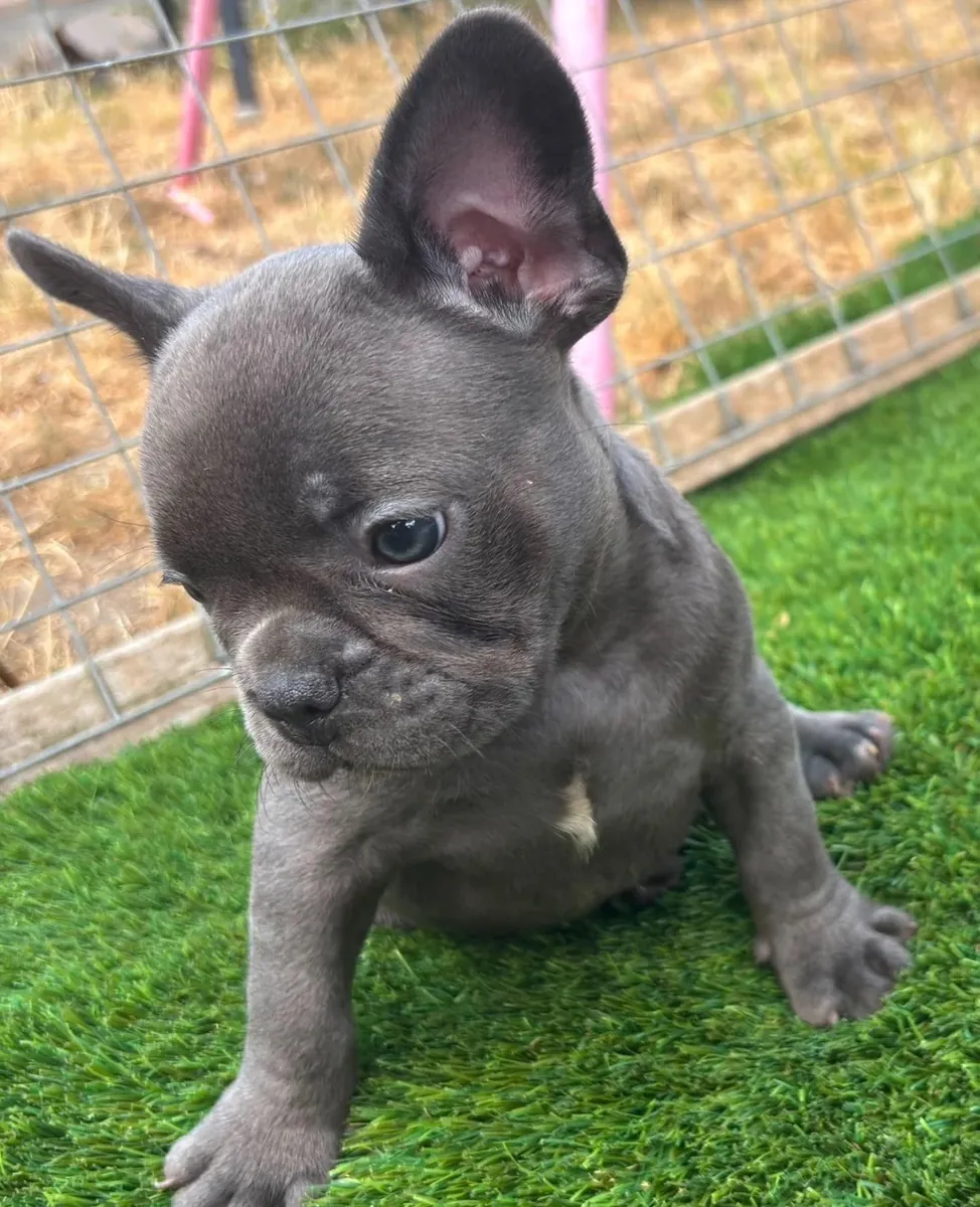 Chiots Bulldog Français Élevés à Domicile à Adopter