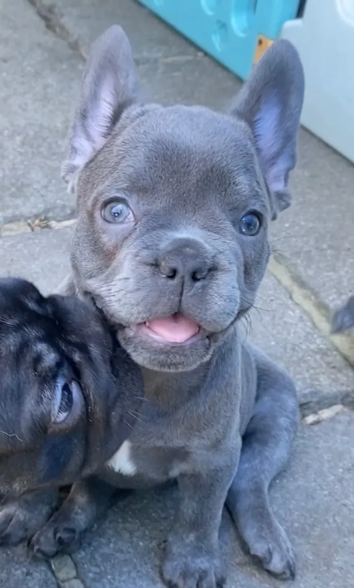 Chiots Bulldog Français Mâles et Femelles