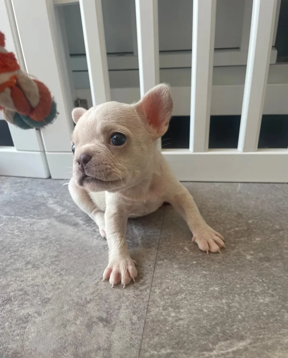 Joli chiot Bulldog Français AKC !