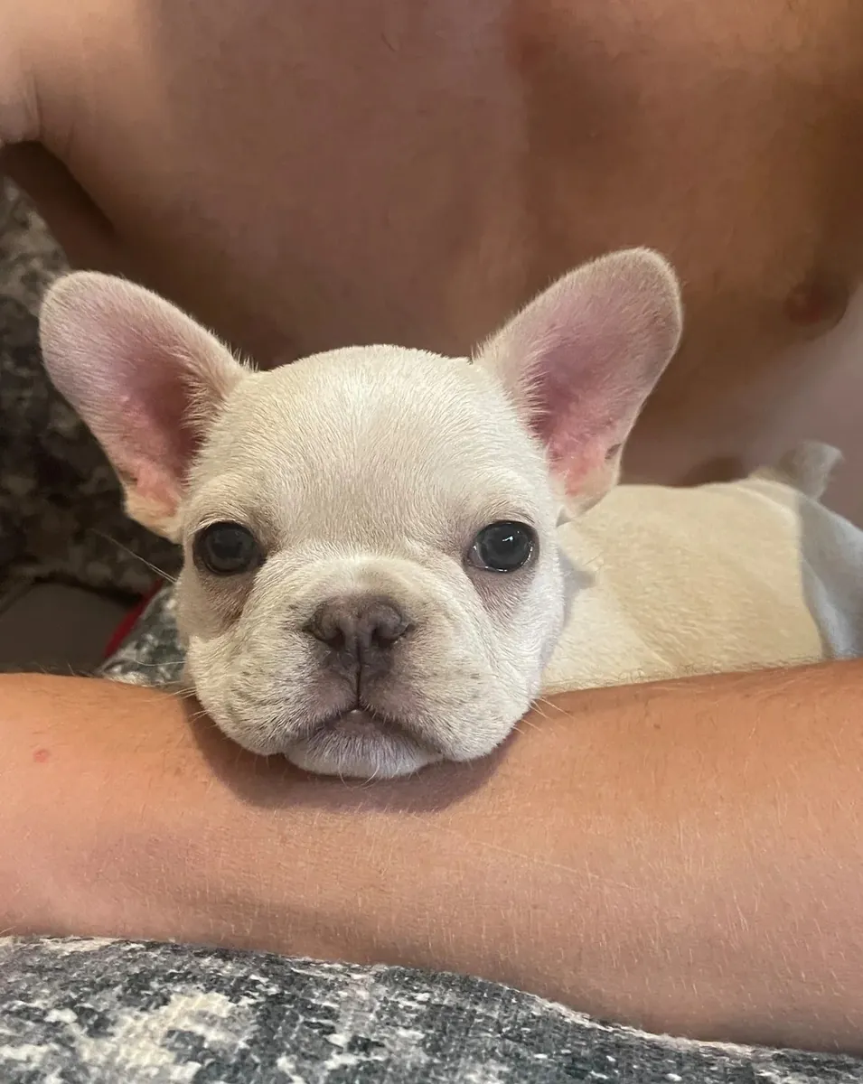 Nadir Fransız Bulldog Yavruları