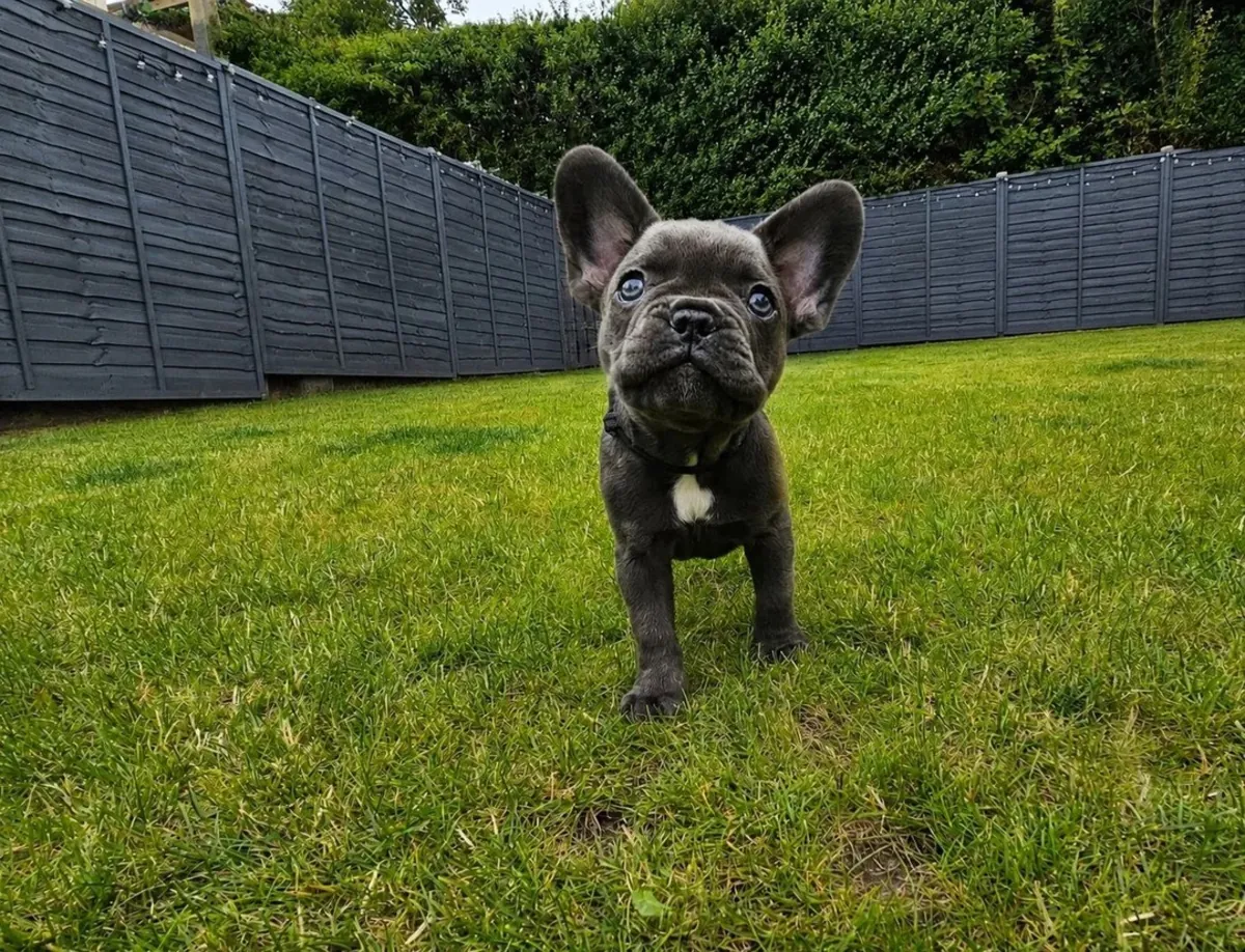 Deux chiots Bulldog Français à adopter