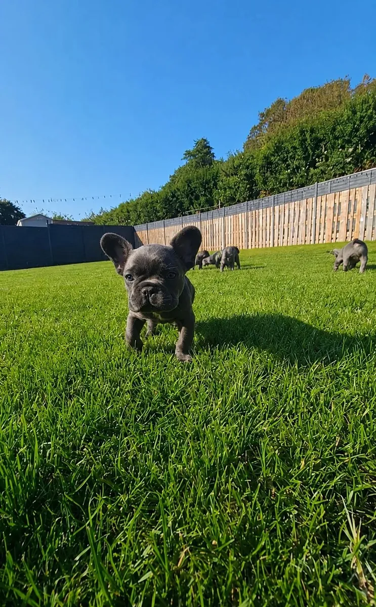 Deux chiots Bulldog Français à adopter