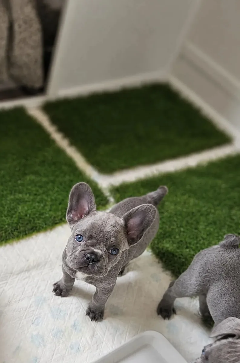 Adorables chiots Bouledogue Français prêts maintenant pour leurs nouveaux foyers