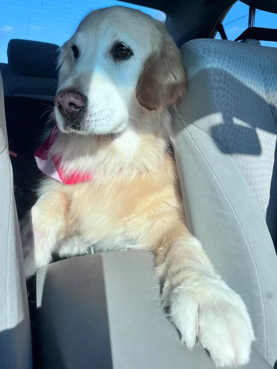 Nous recherchons une famille qui prendra véritablement soin de Golden.