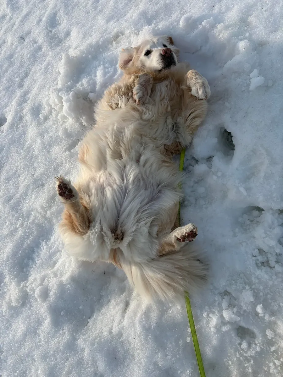 Nous recherchons une famille qui prendra véritablement soin de Golden.