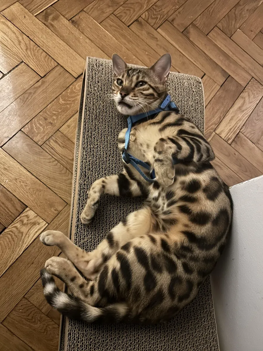 Chat du Bengale curieux