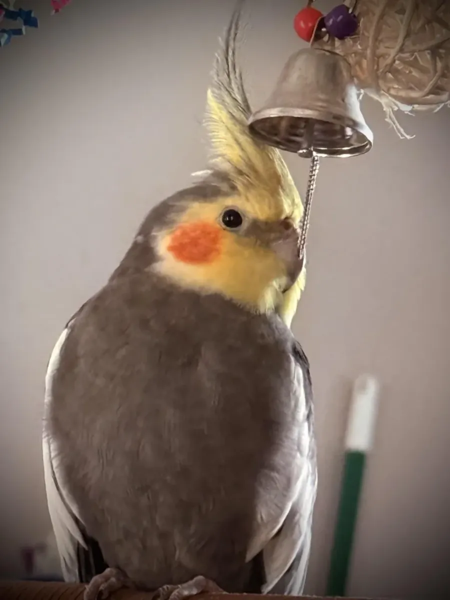 Perruche calopsitte habituée aux voix humaines