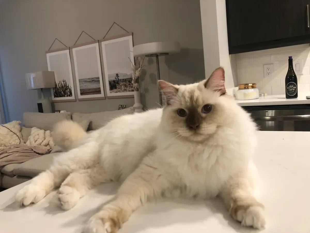 Une poupée de chiffon calme