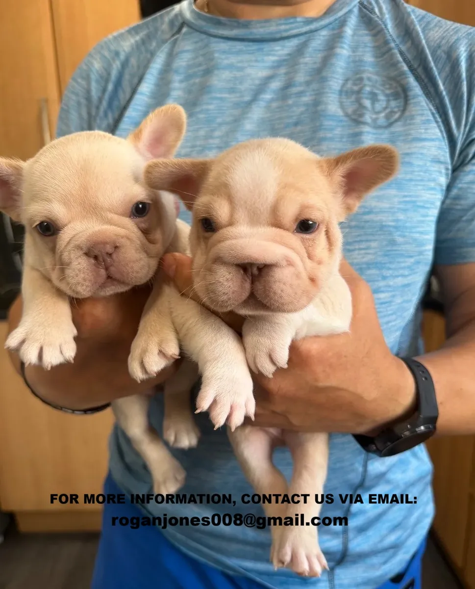 Şirin Safkan Fransız Bulldogları