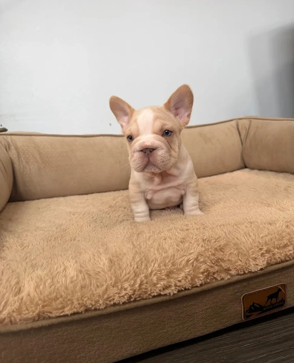 Sevimli Fransız Bulldog Yavruları