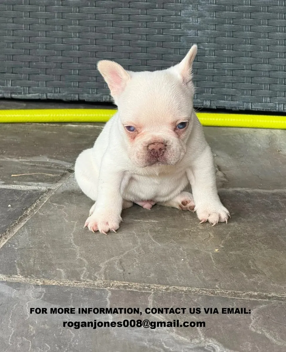 Şirin Fransız Bulldog Yavruları