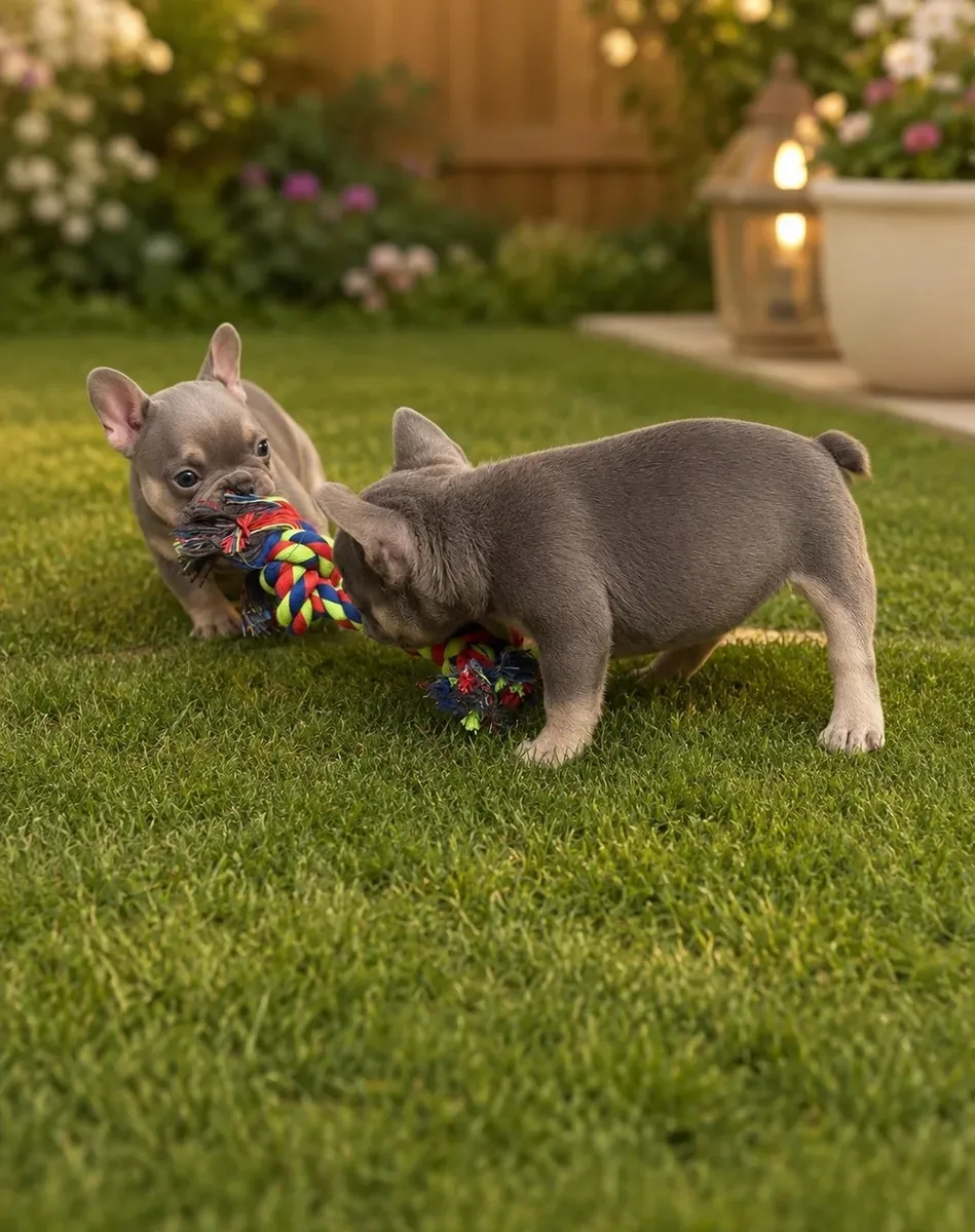 Jolis chiots Bulldog Français disponibles