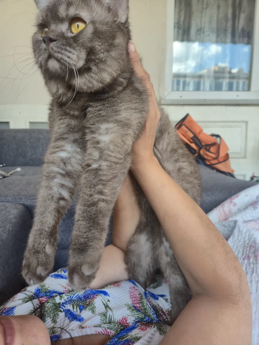 Yakışıklı 