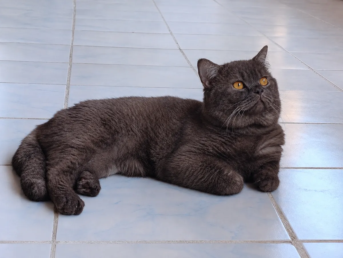 Yakışıklı 